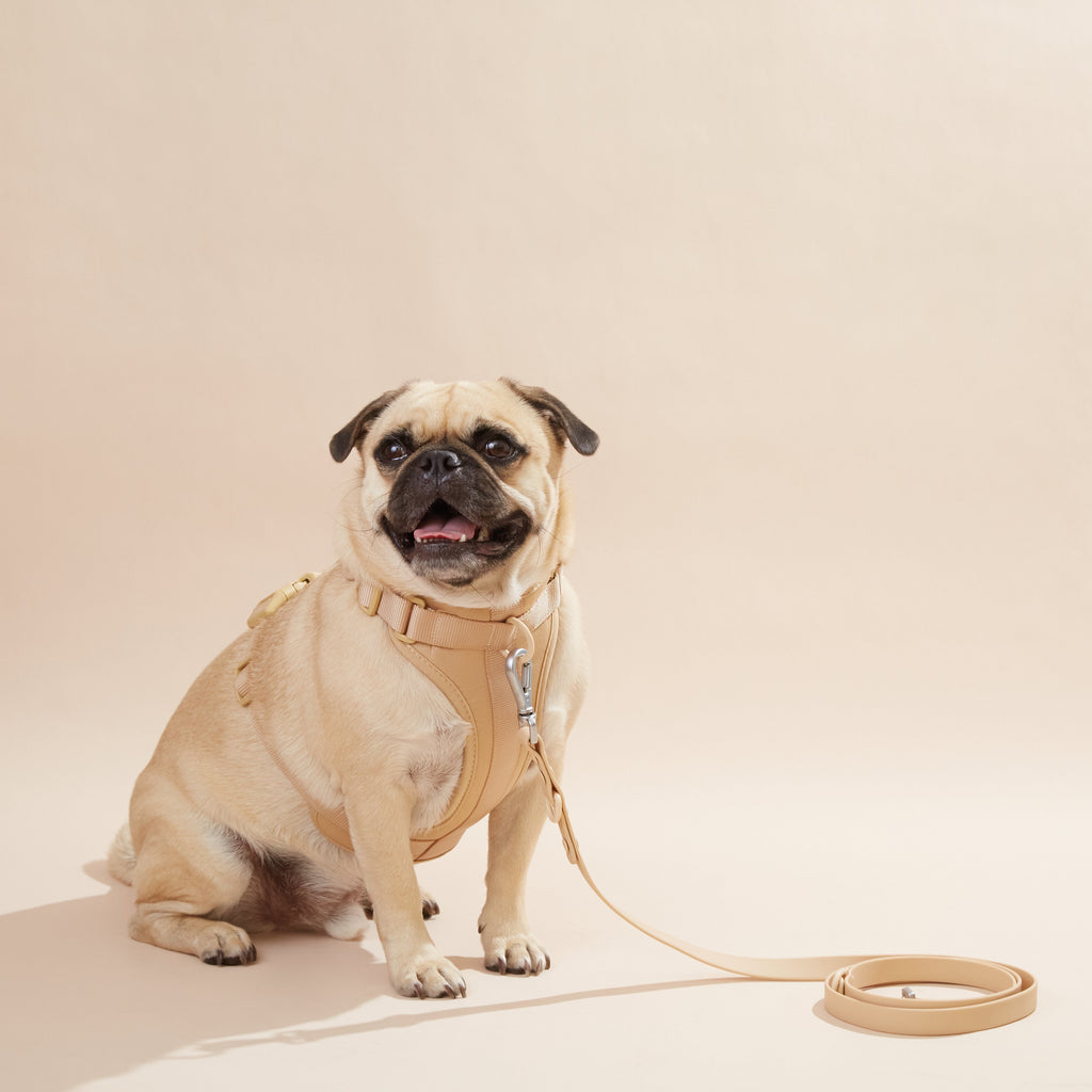 Comfortable dog harness set with leash - adjustable, durable